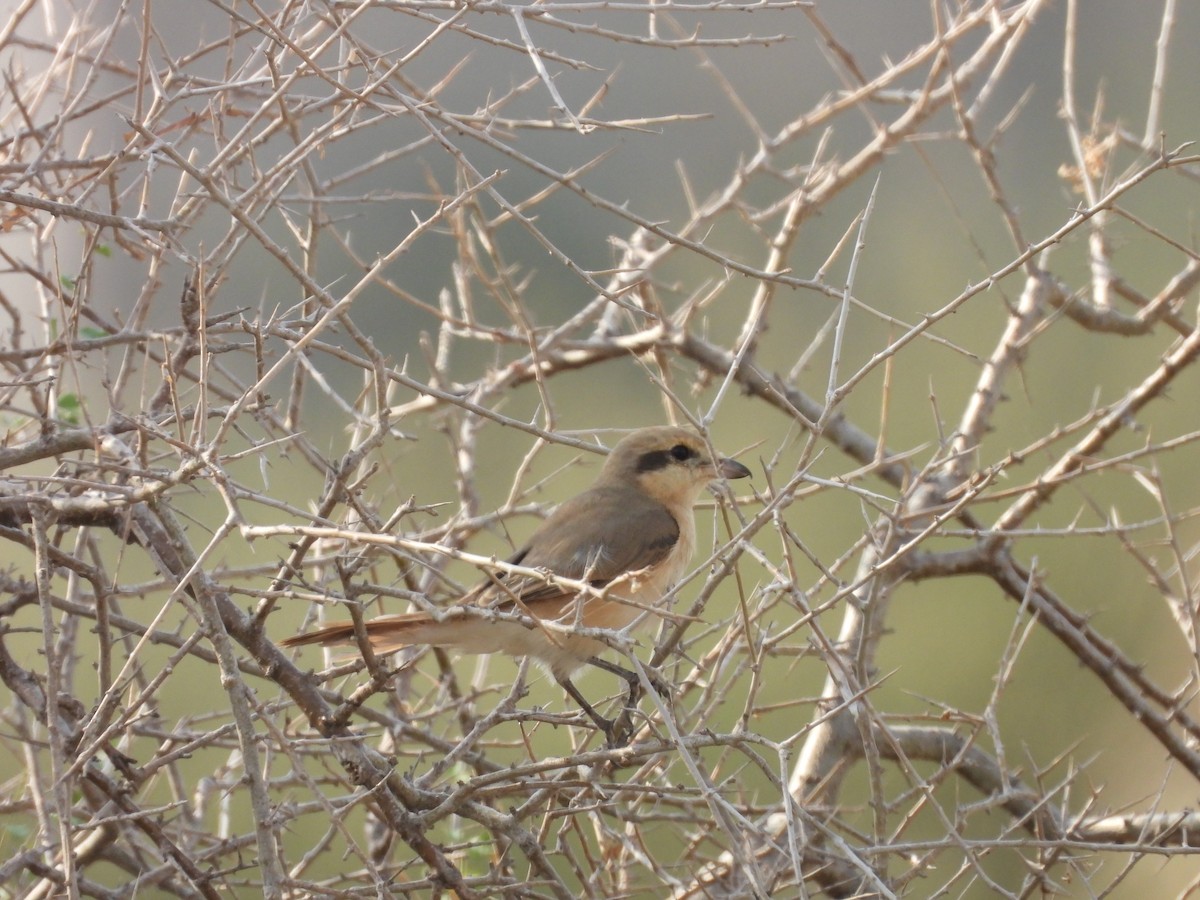 isabellavarsler - ML645451415