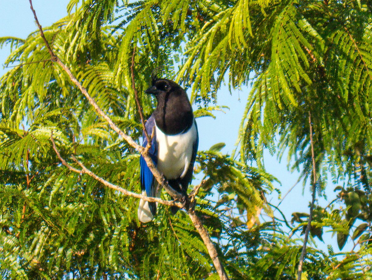 Curl-crested Jay - ML645451422