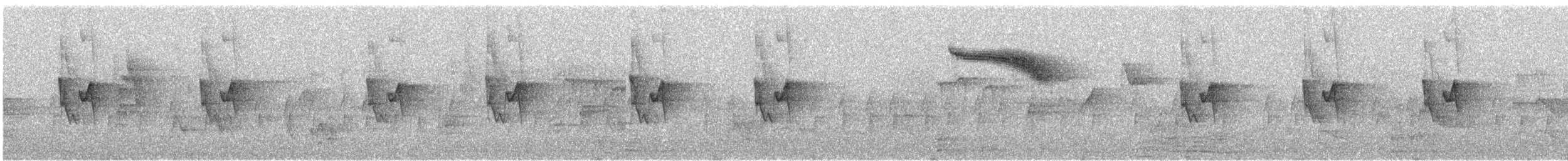 budníček altajský - ML645451423