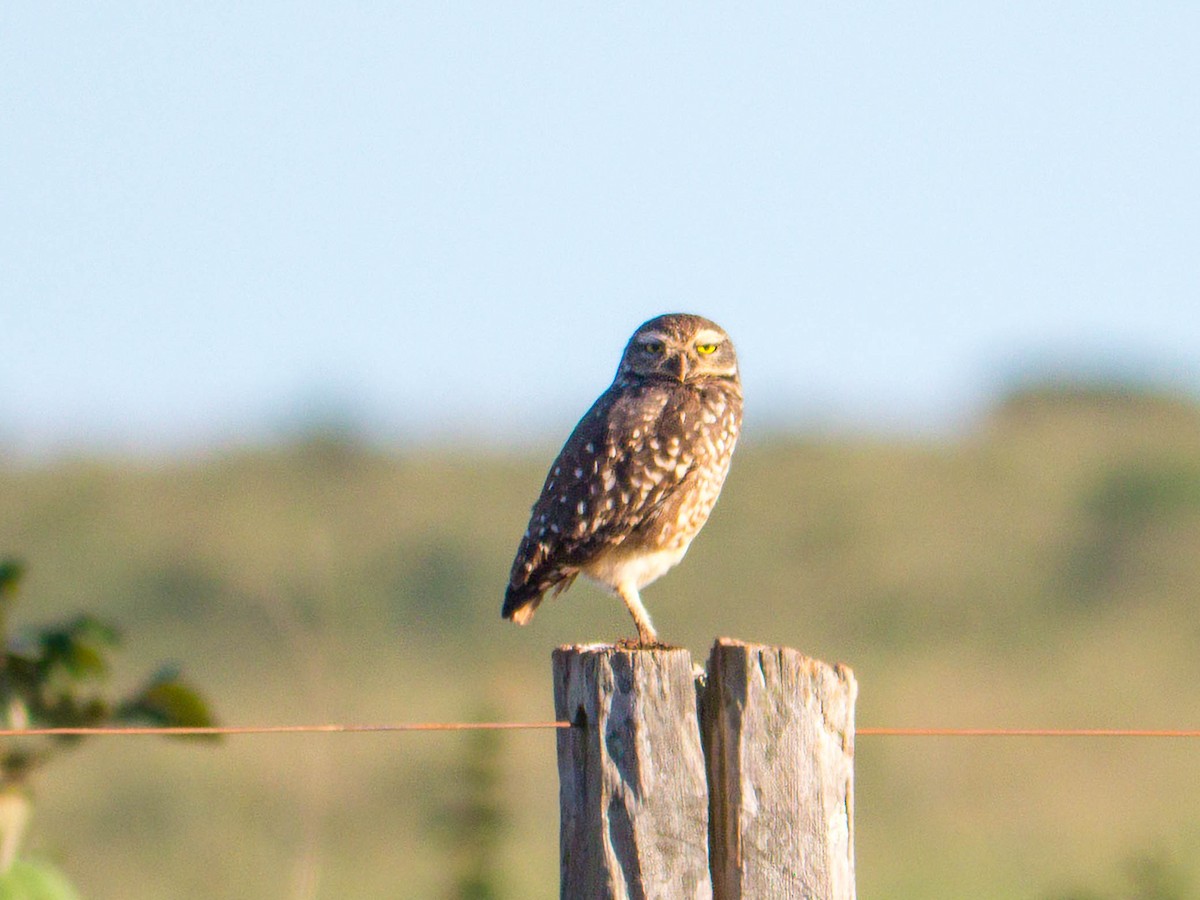 Burrowing Owl - ML645451433