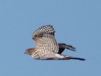 Cooper's Hawk - ML645451439