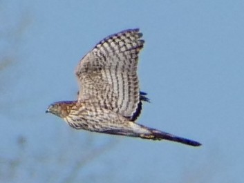 Cooper's Hawk - ML645451440