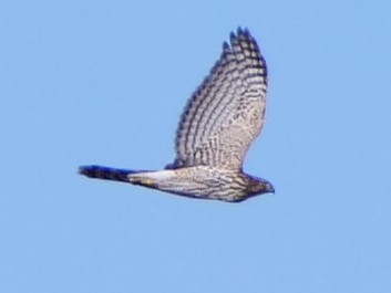 Cooper's Hawk - ML645451441