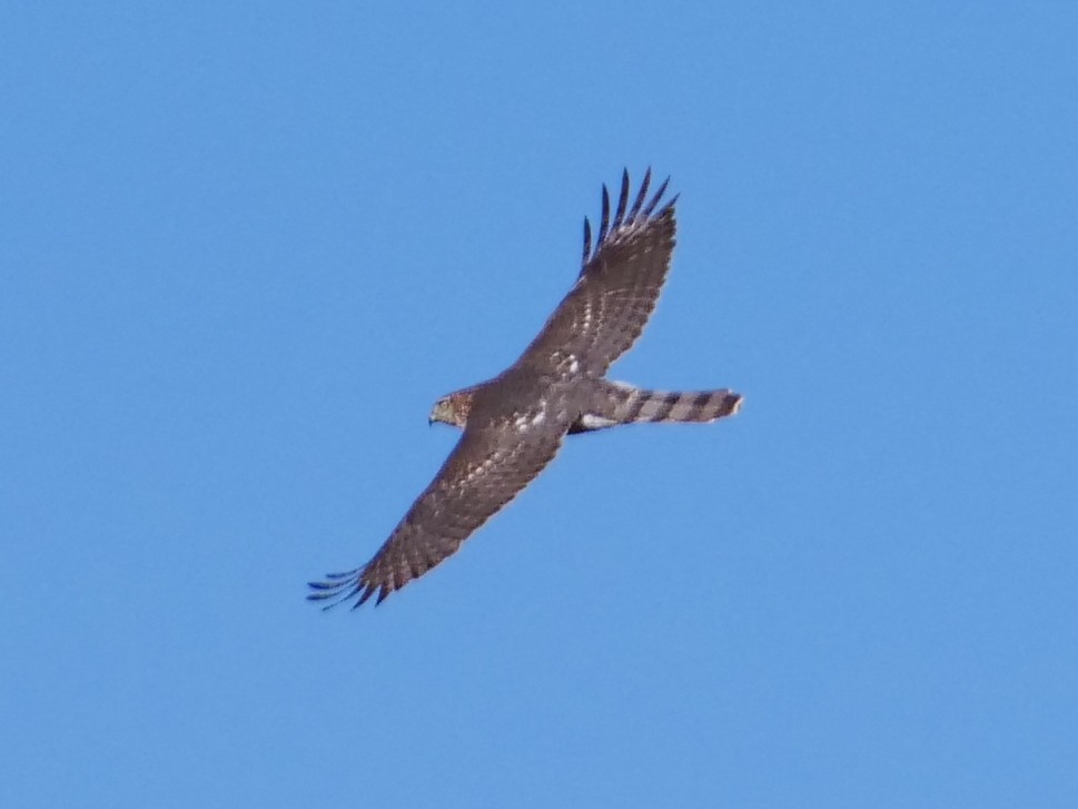 Cooper's Hawk - ML645451442