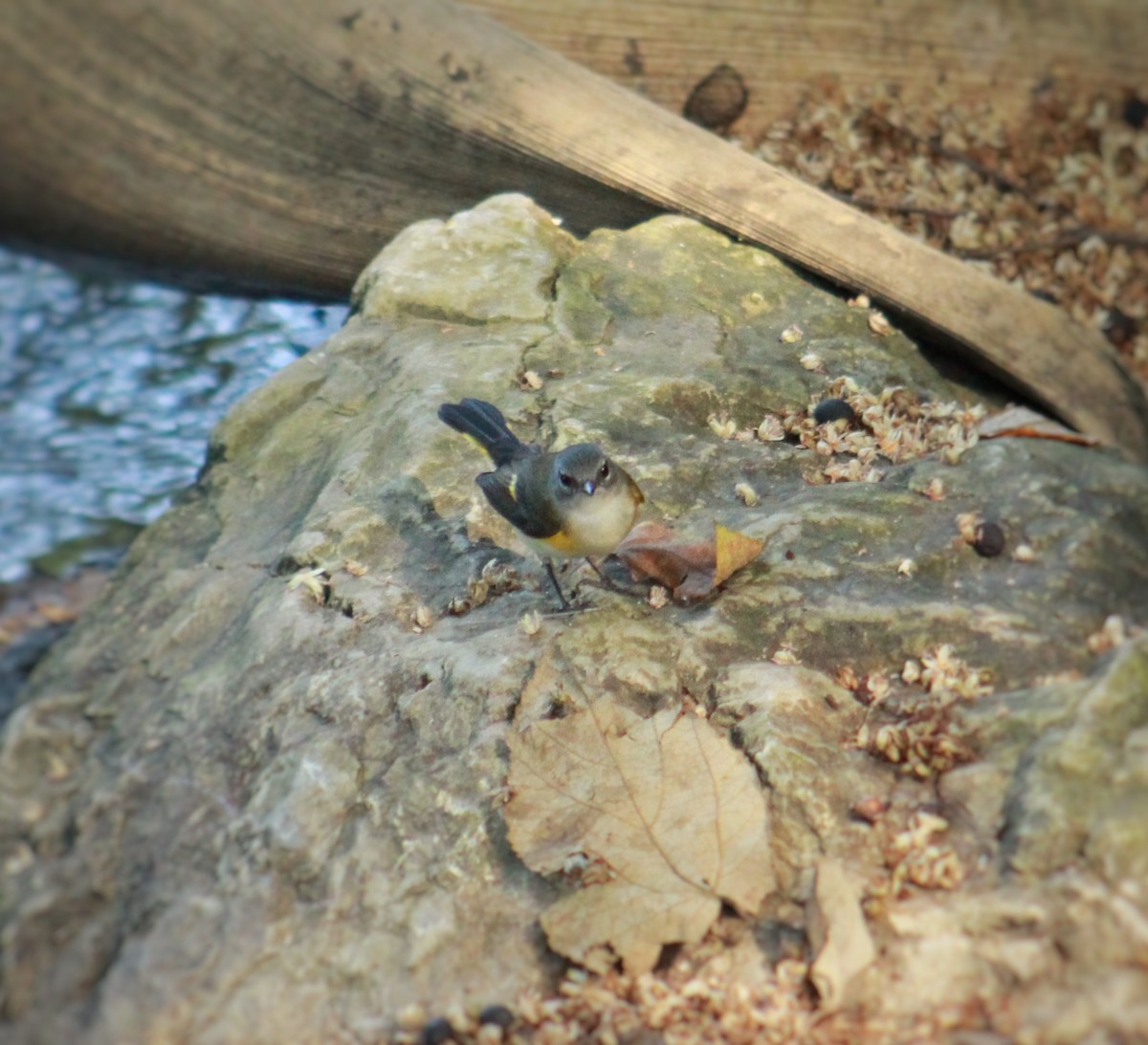 Горихвостковая древесница - ML645451446