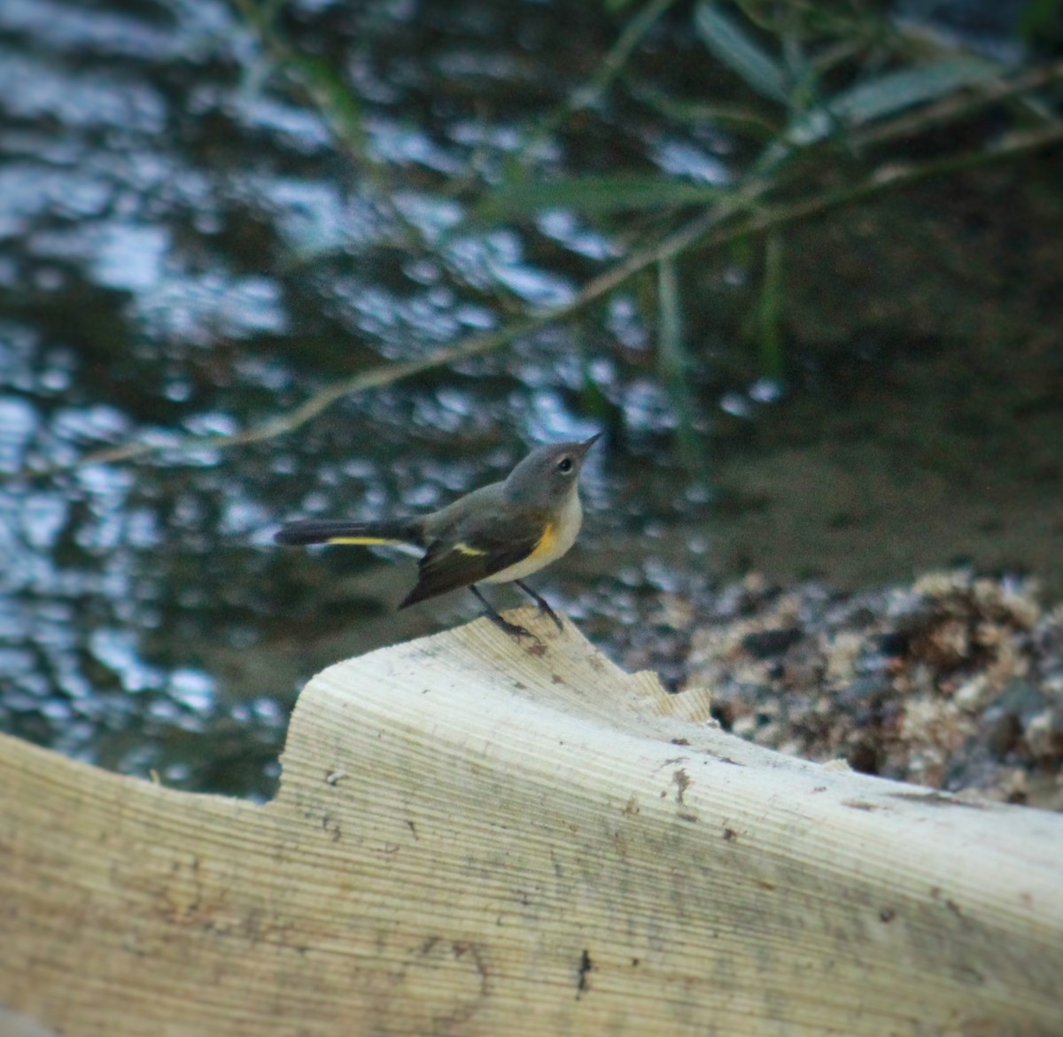 Горихвостковая древесница - ML645451447