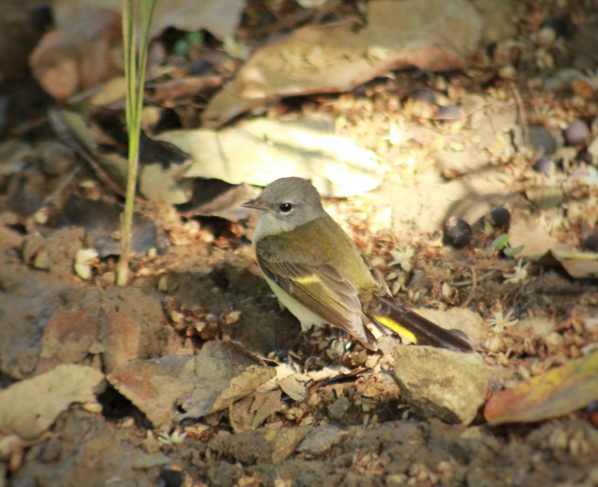 Горихвостковая древесница - ML645451449