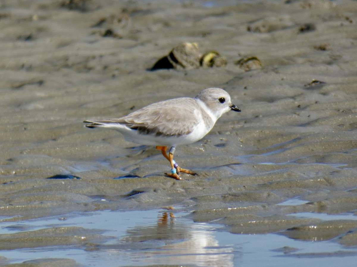 Flötenregenpfeifer - ML645451450