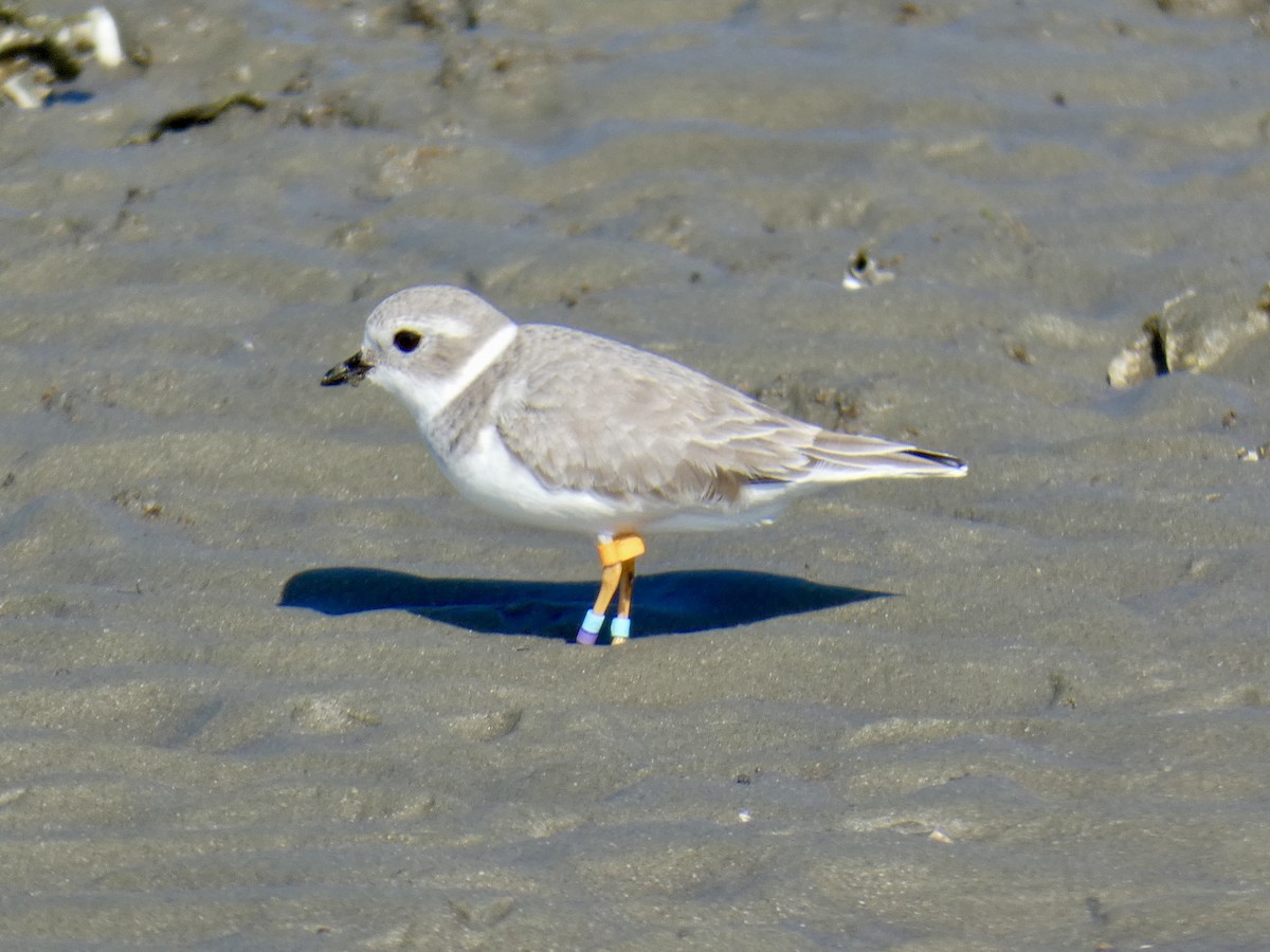 Flötenregenpfeifer - ML645451451