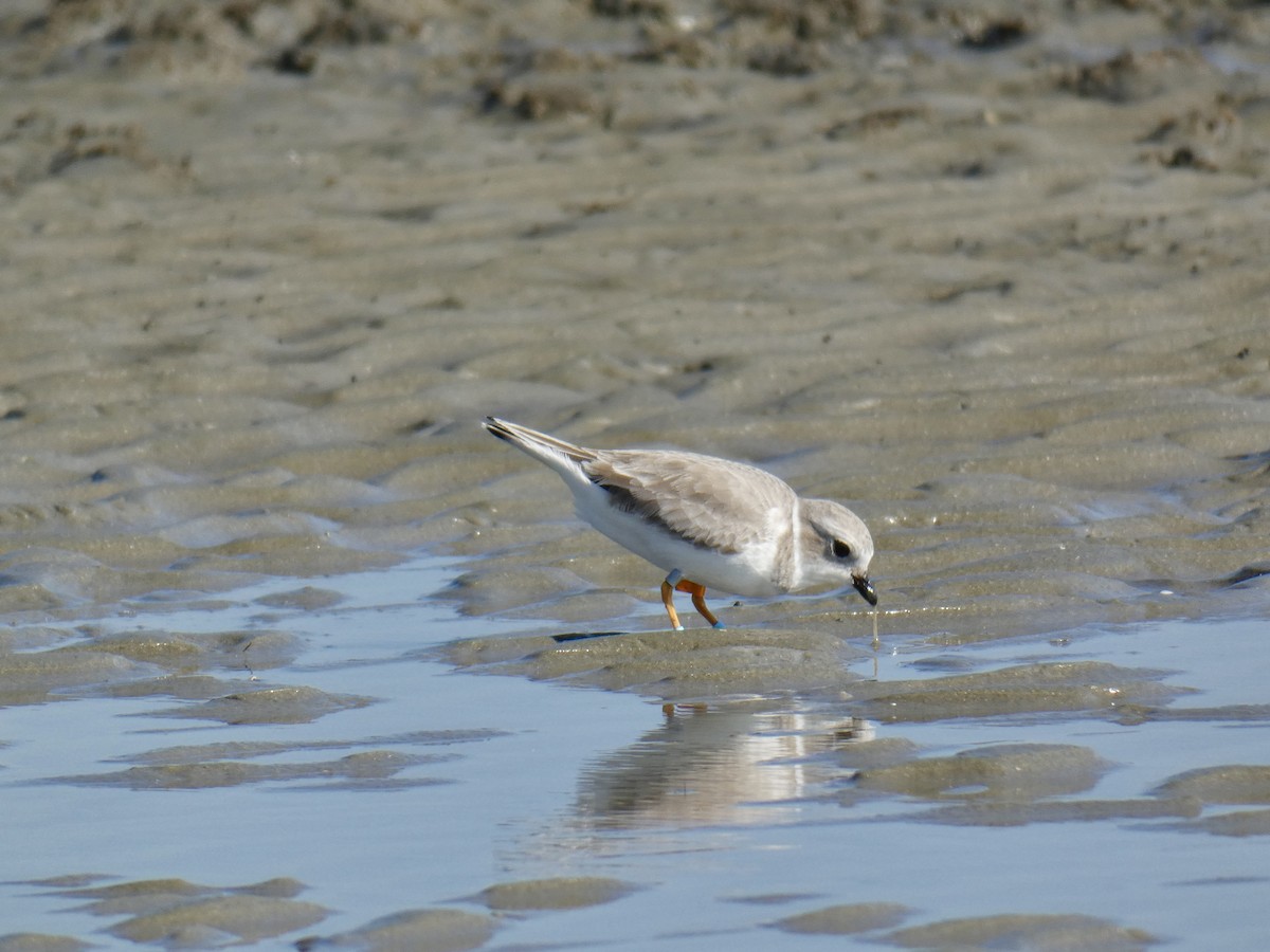 Flötenregenpfeifer - ML645451453