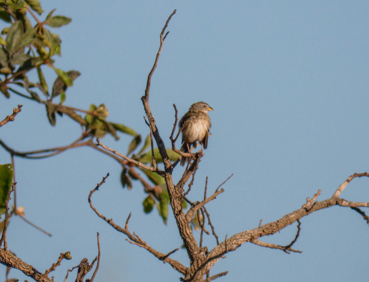 Wedge-tailed Grass-Finch - ML645451454