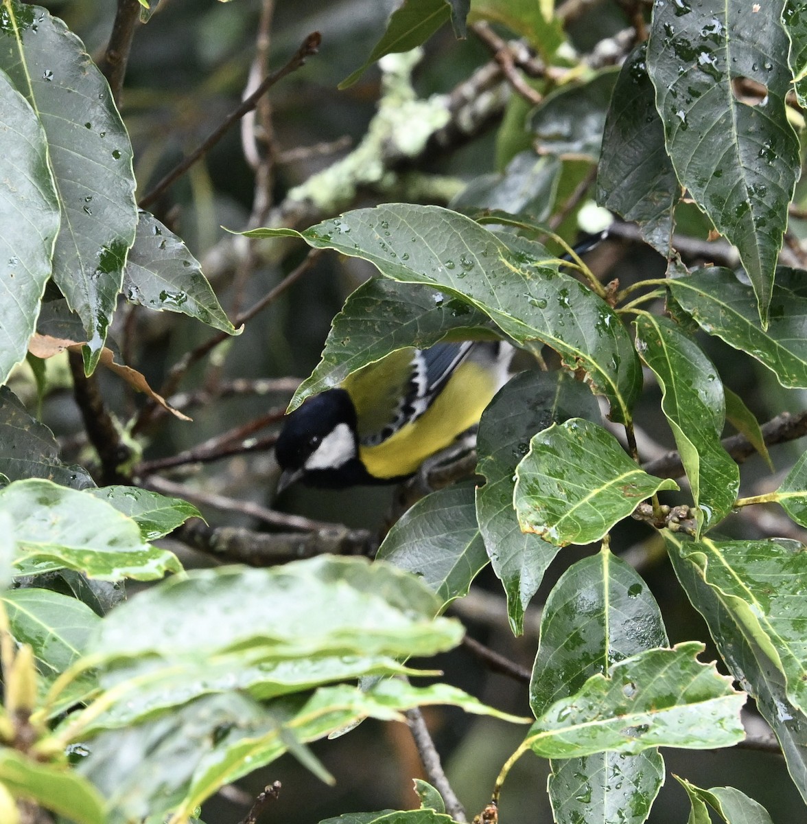 Bergkohlmeise - ML645451464