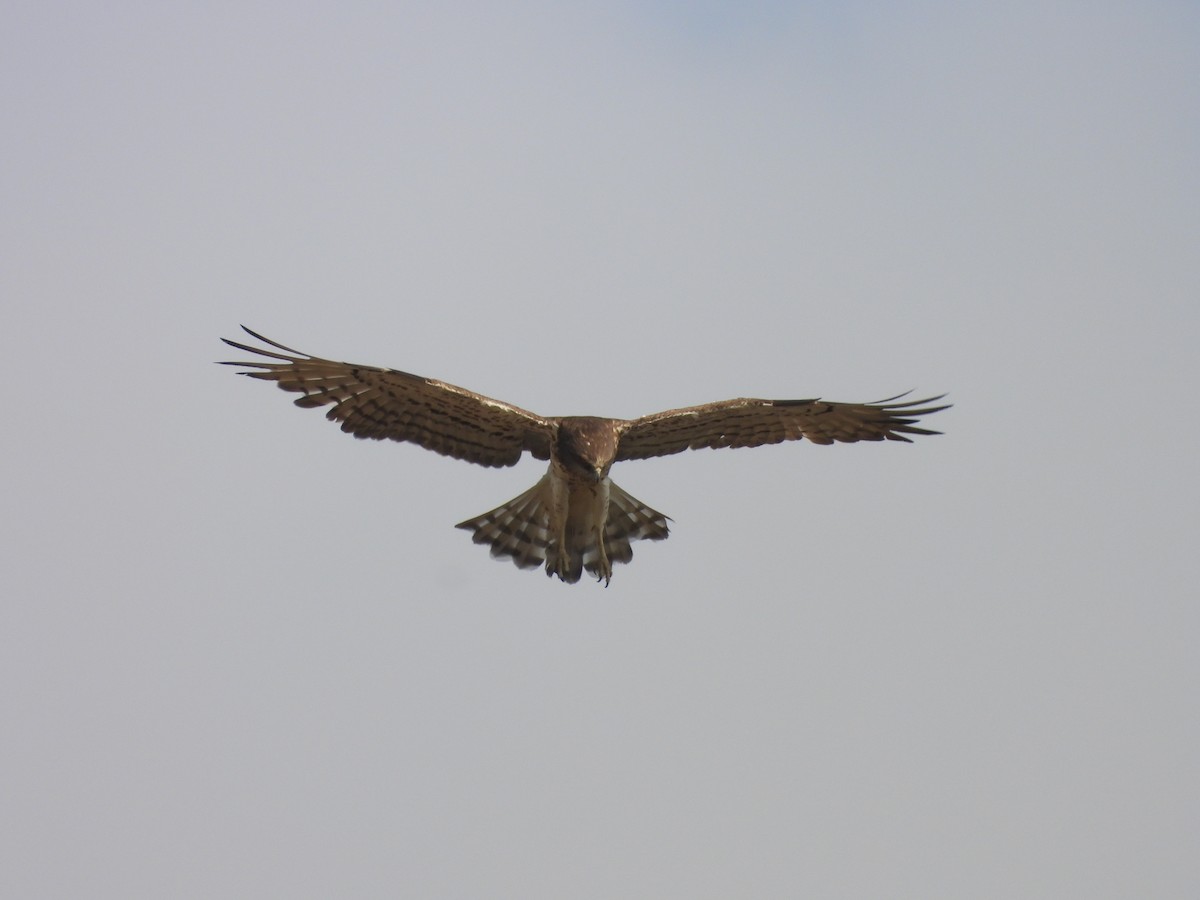 orlík krátkoprstý - ML645451472