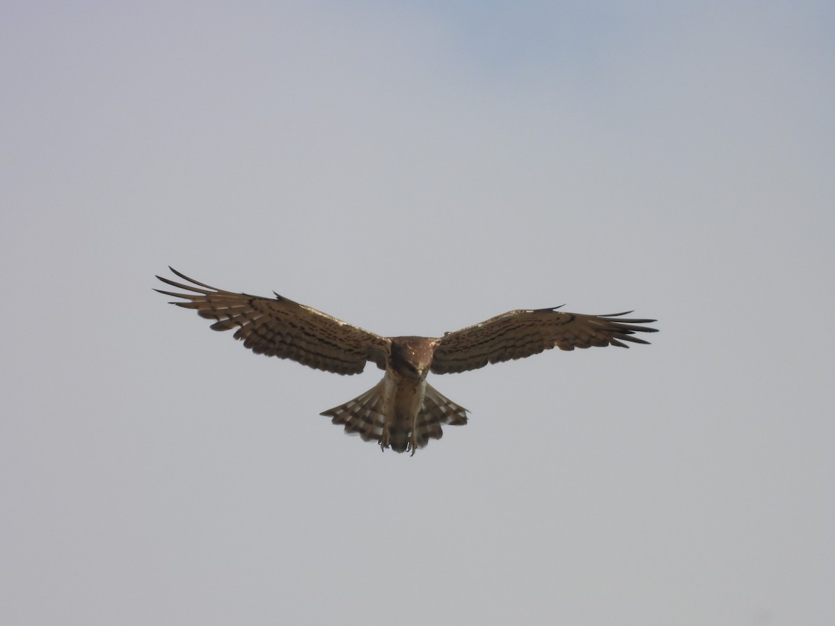 orlík krátkoprstý - ML645451473