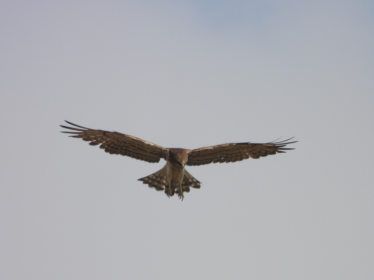 orlík krátkoprstý - ML645451474