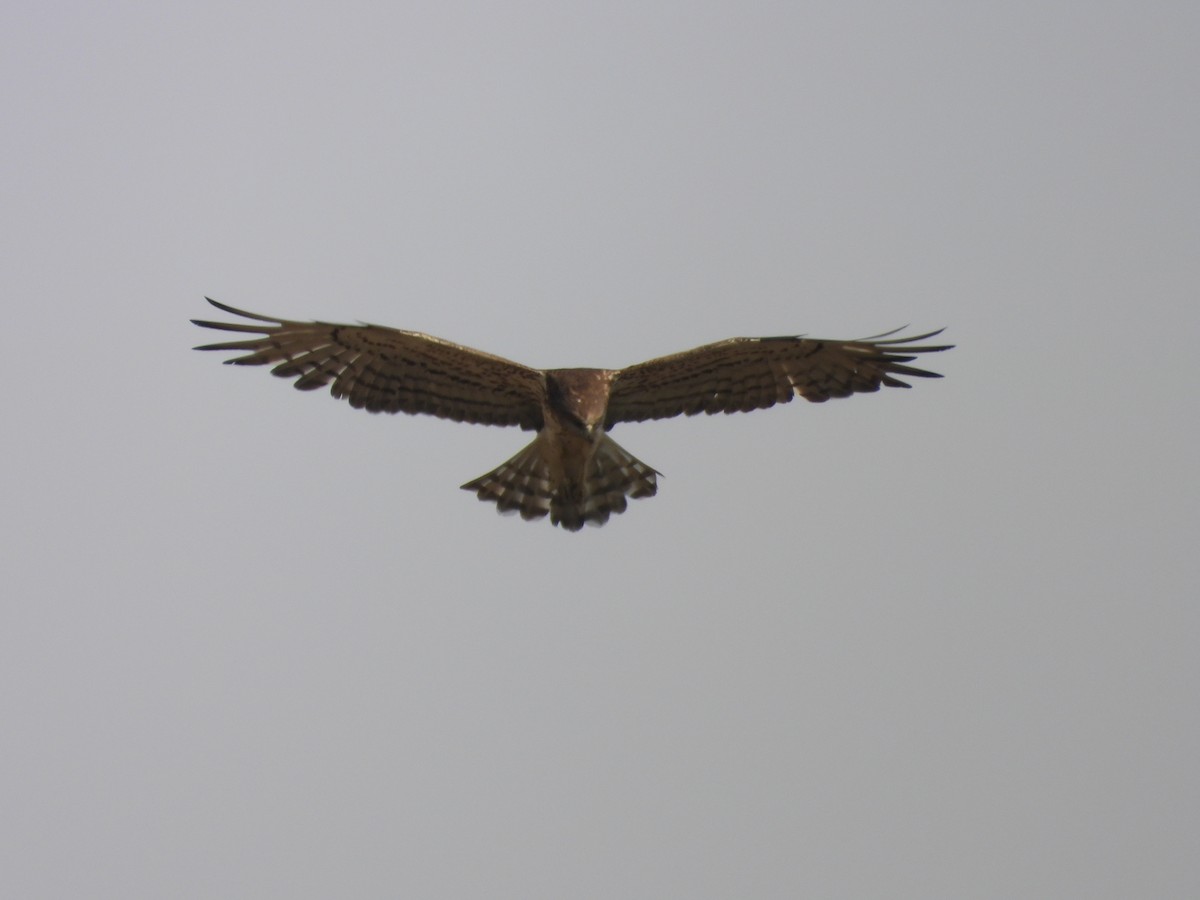 orlík krátkoprstý - ML645451476