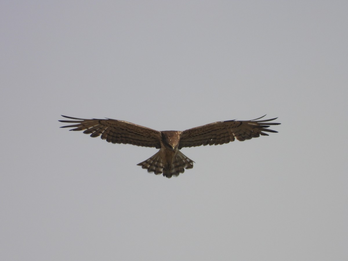 orlík krátkoprstý - ML645451477