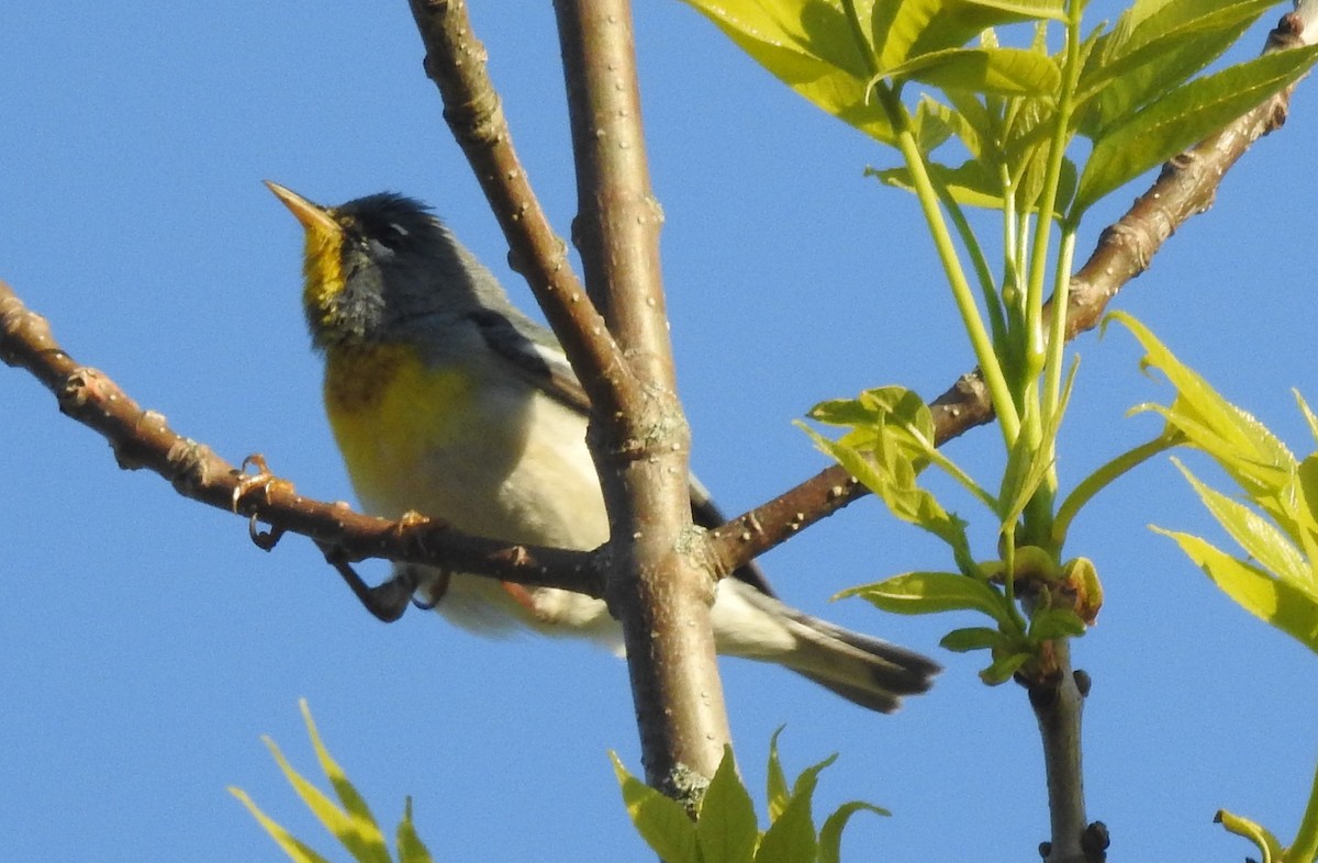 Очковая древесница - ML645451479