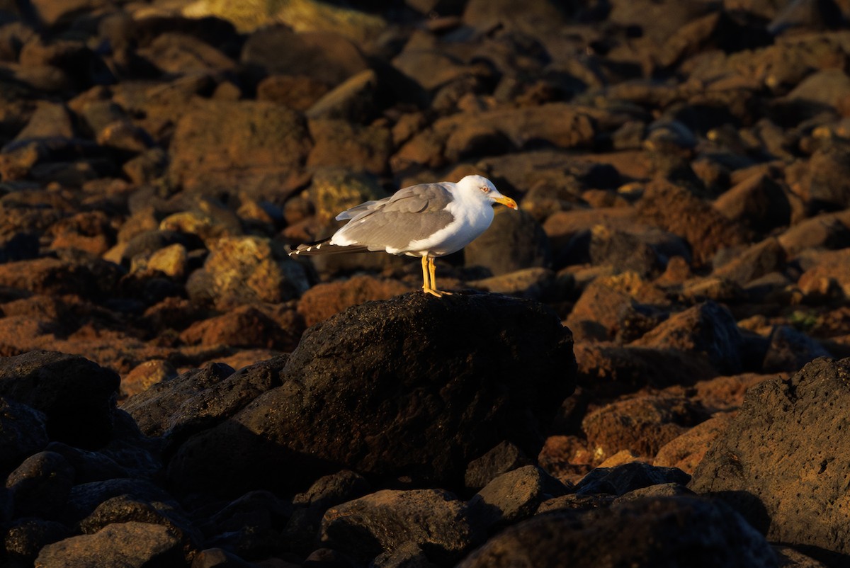 Yellow-legged Gull (atlantis) - ML645451490