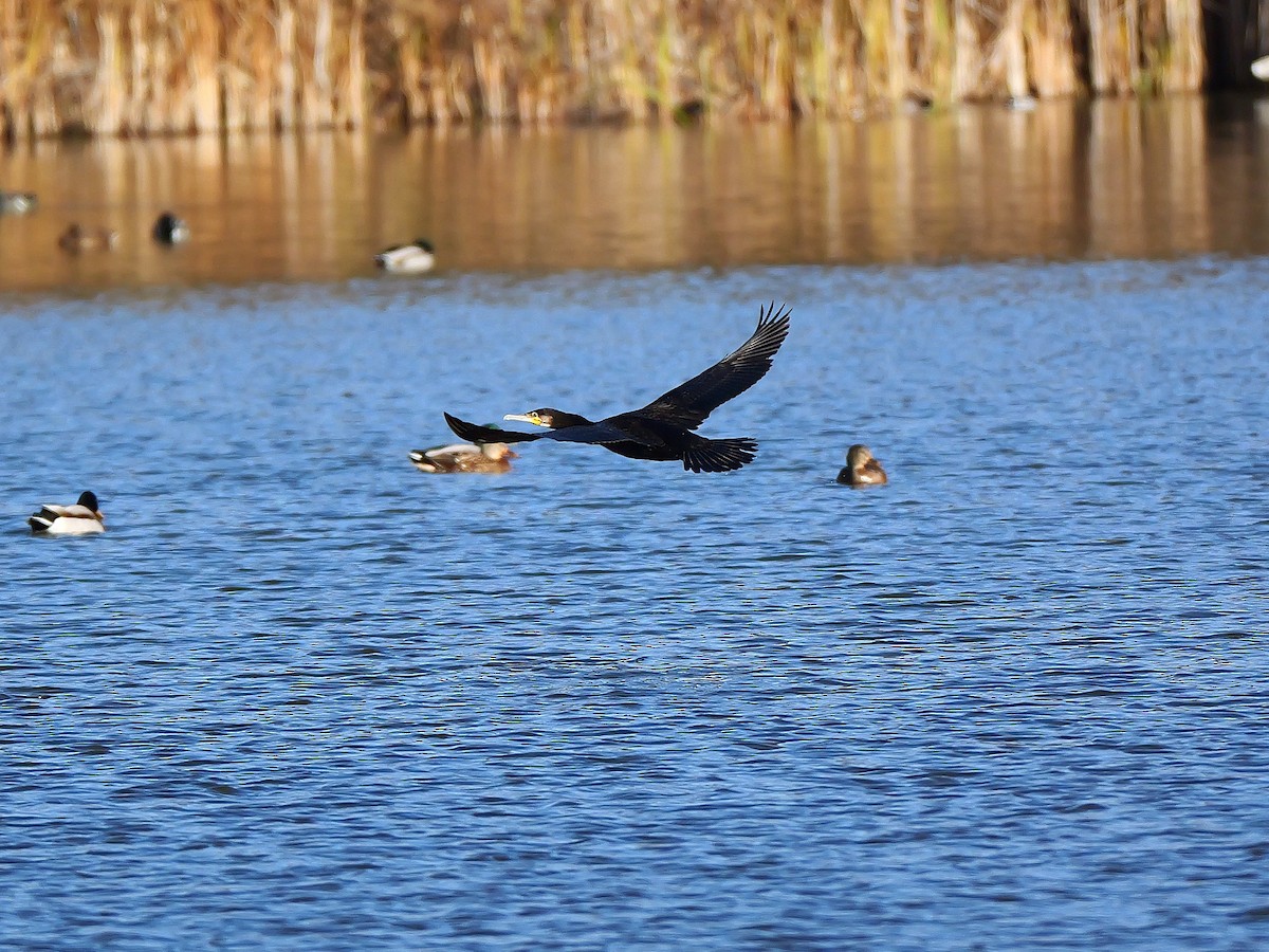 kormorán velký - ML645451498