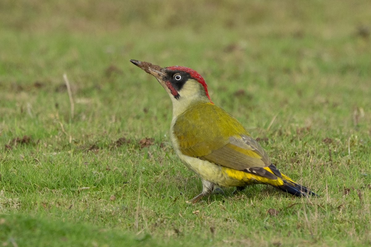 žluna zelená - ML645451506