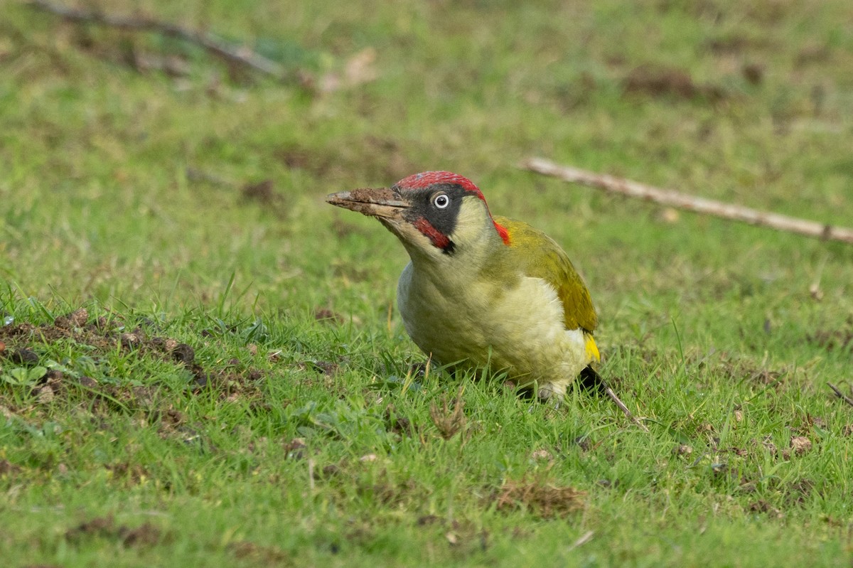 žluna zelená - ML645451507