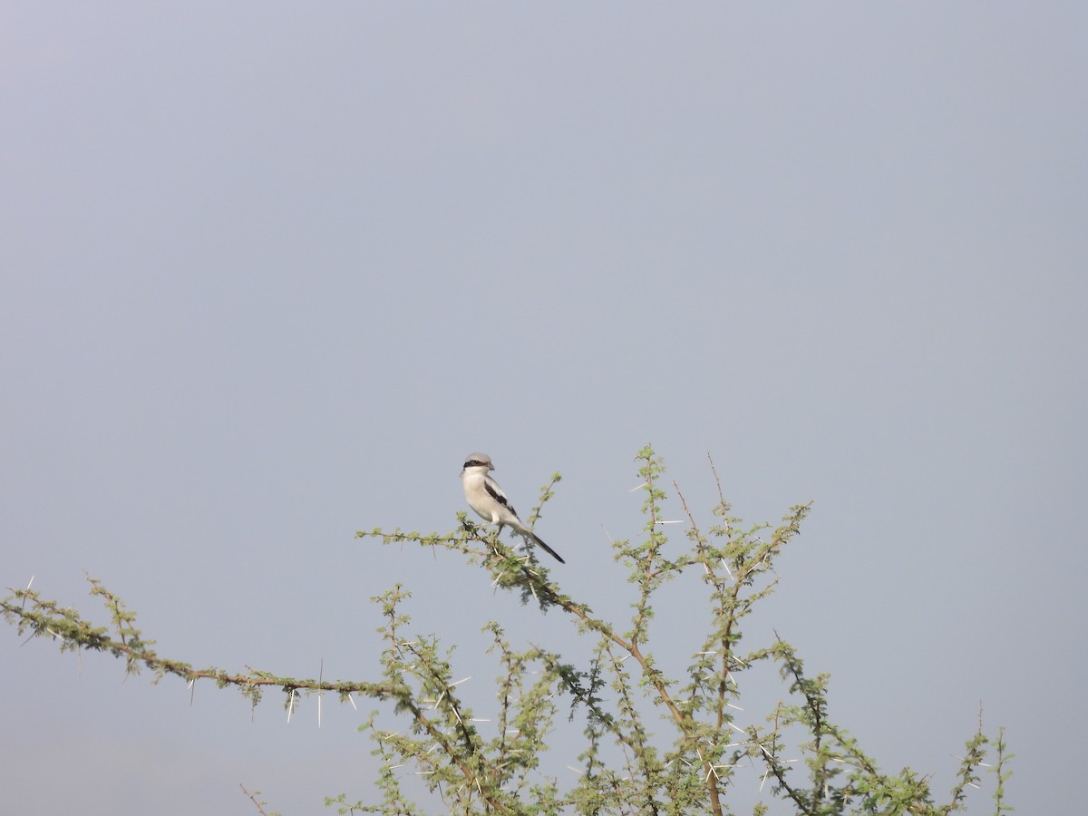 Great Gray Shrike - ML645451511