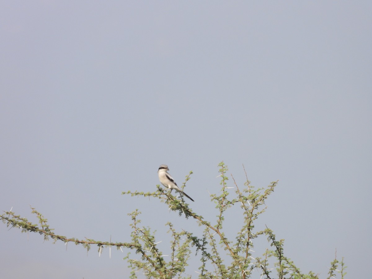 Great Gray Shrike - ML645451512