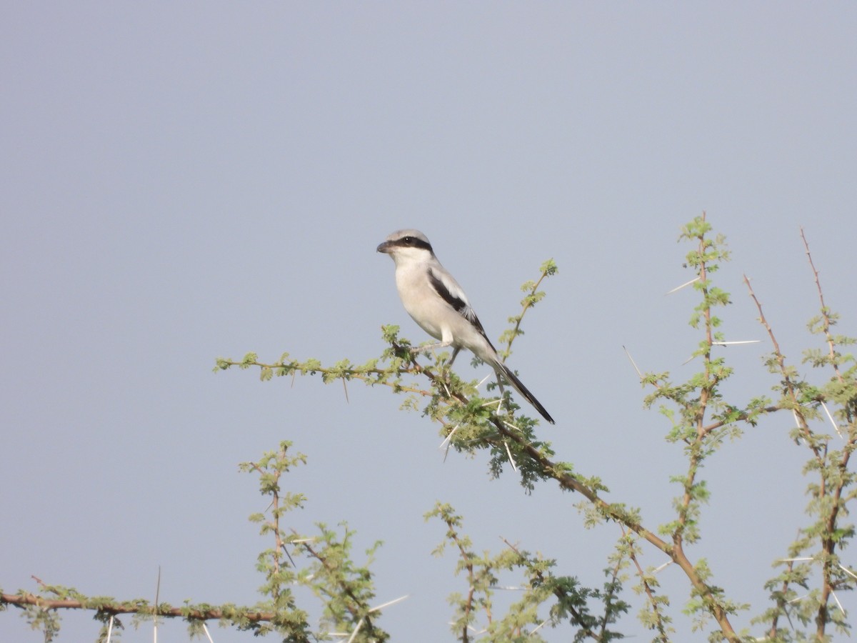 Great Gray Shrike - ML645451513