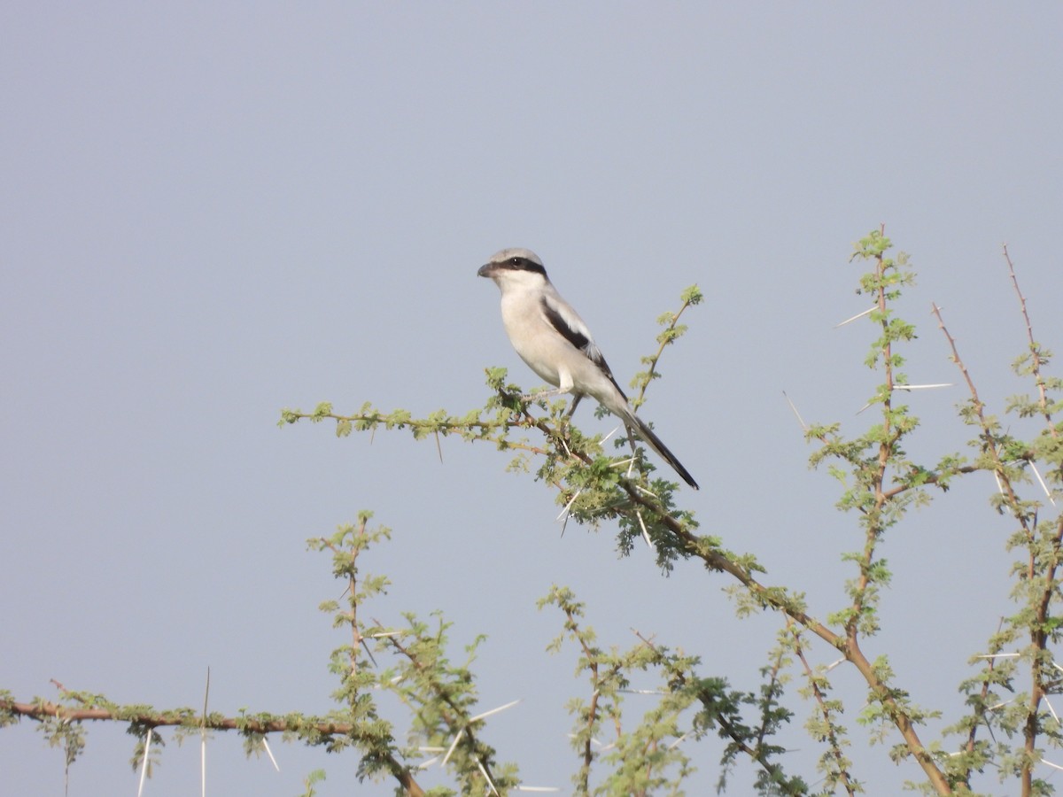 Great Gray Shrike - ML645451514