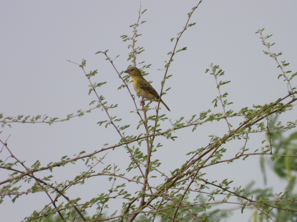 Ткачик рудощокий - ML645451518