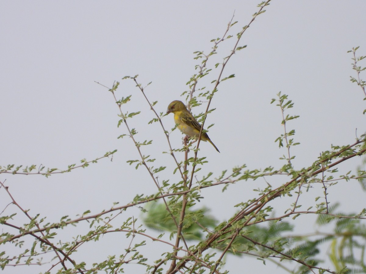 Ткачик рудощокий - ML645451519