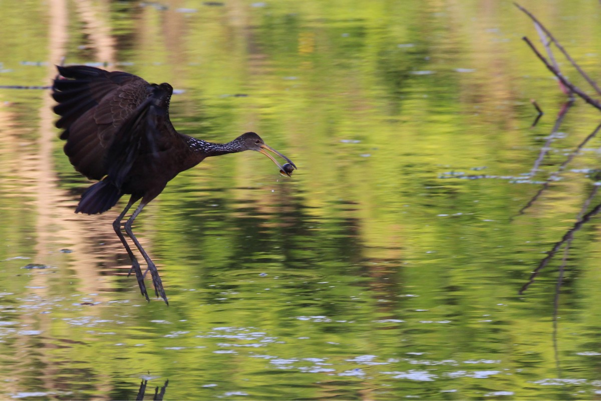 kurlan chřástalovitý - ML645451520