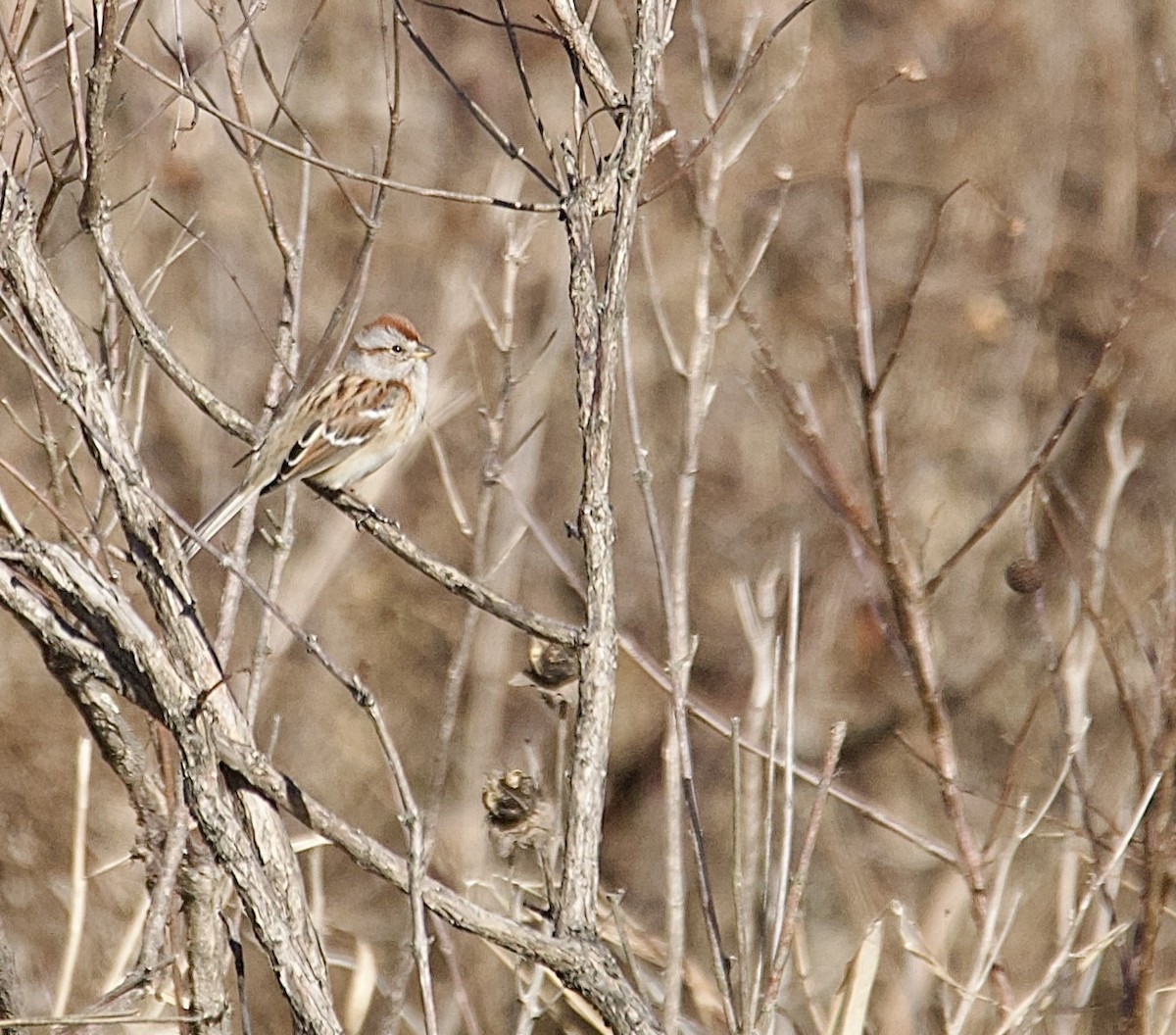 American Tree Sparrow - ML645451521
