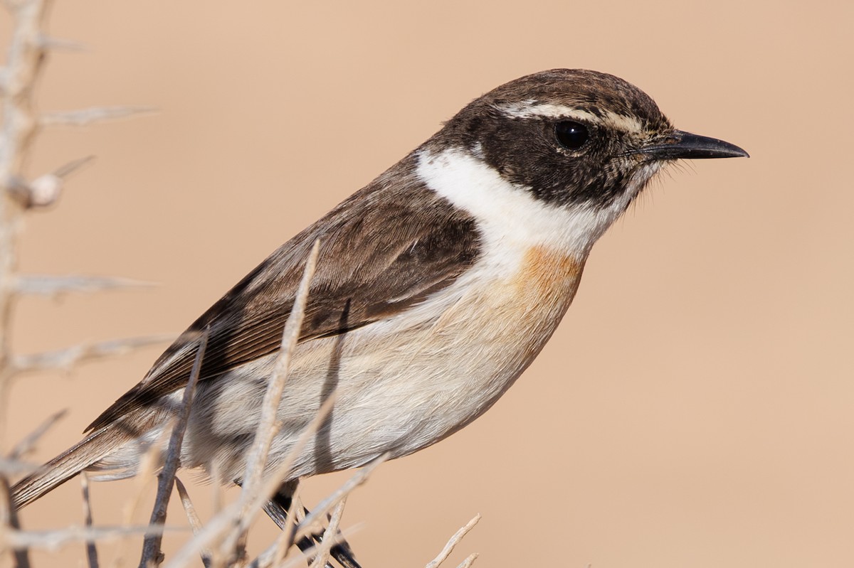 Fuerteventura Stonechat - ML645451522