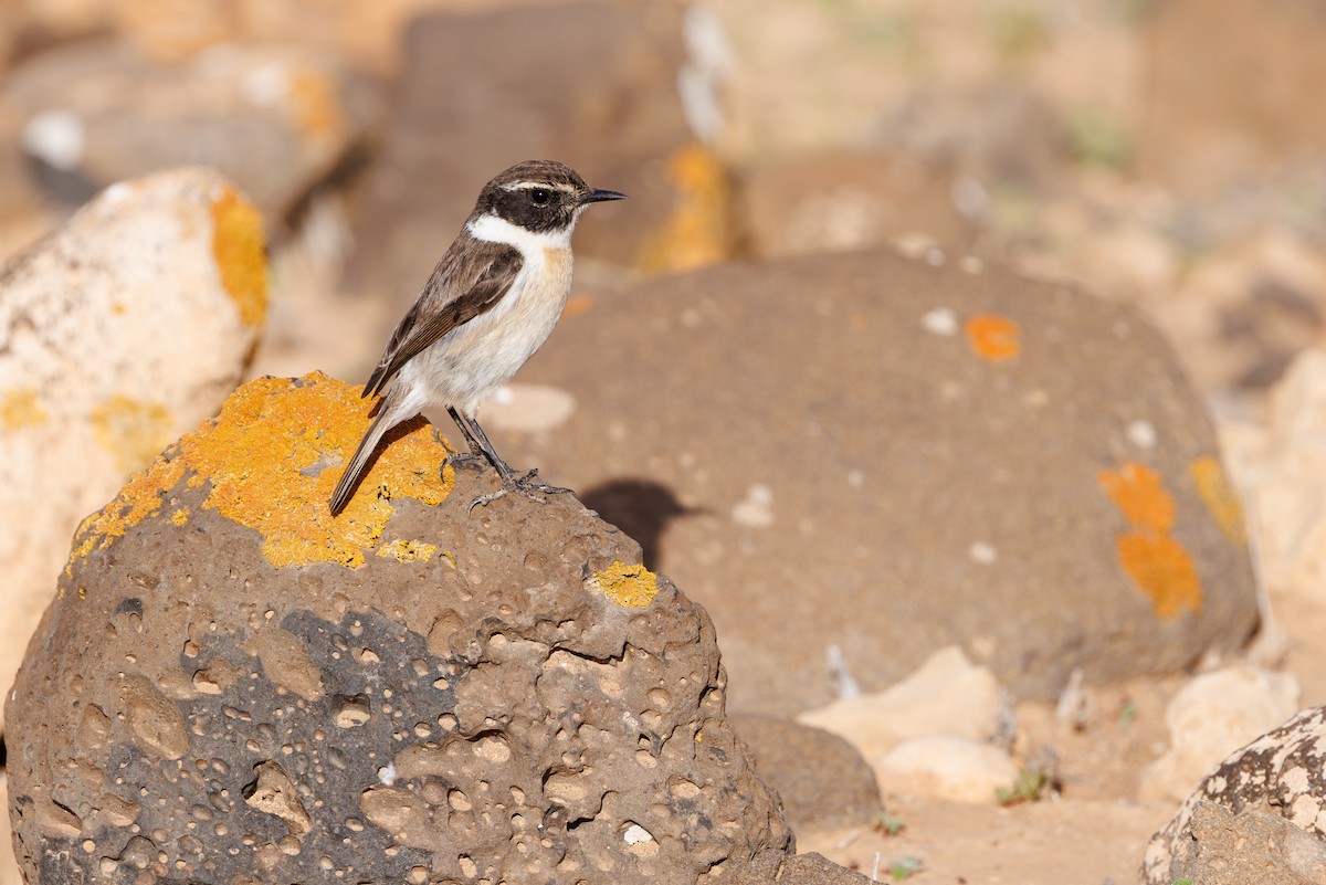 Fuerteventura Stonechat - ML645451523