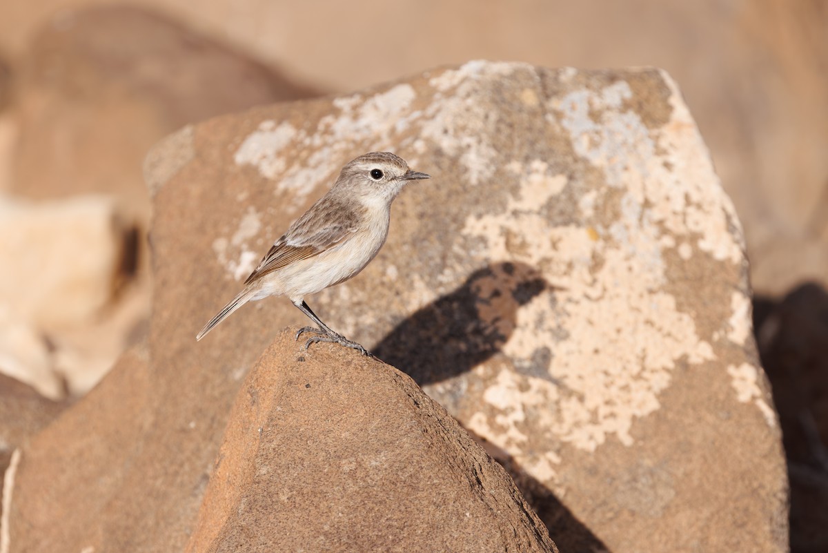 Fuerteventura Stonechat - ML645451524