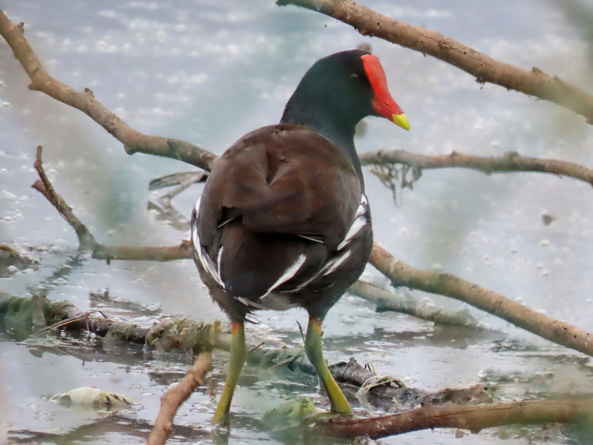 amerikasivhøne - ML645451536