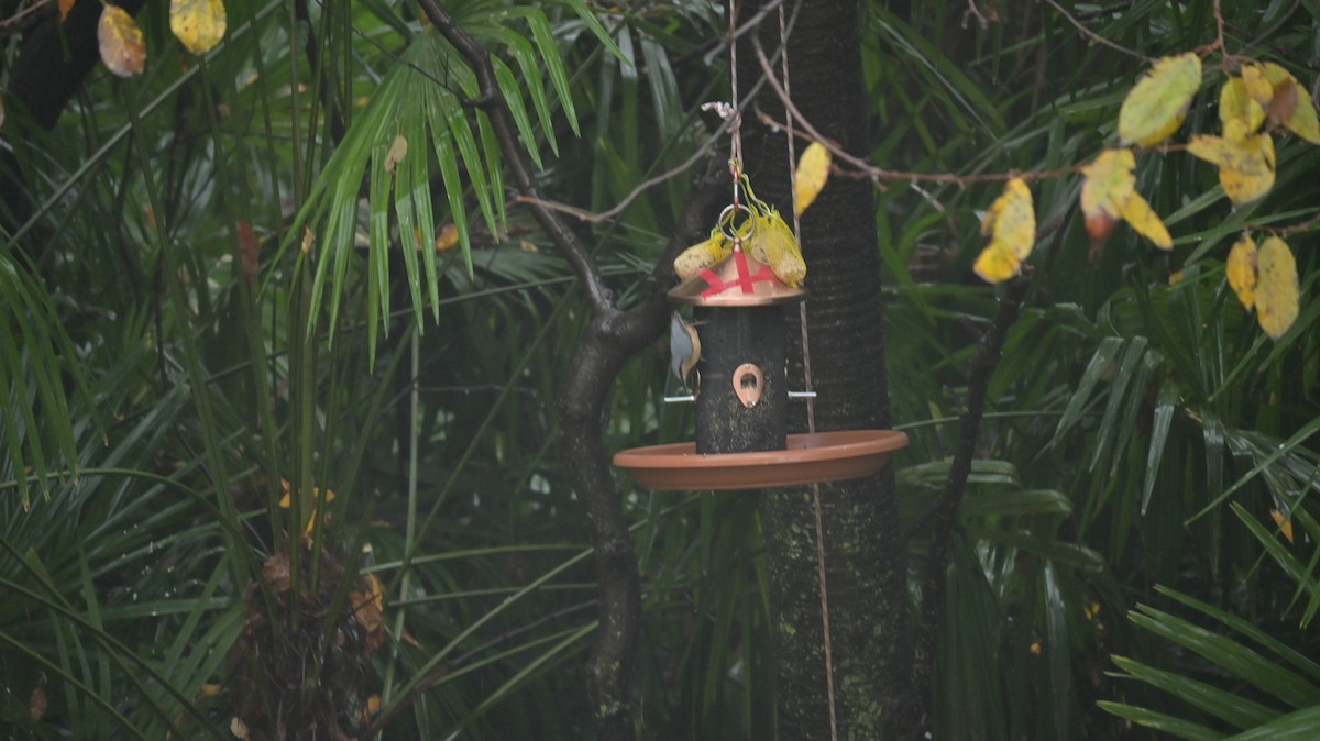 Eurasian Nuthatch - ML645451553