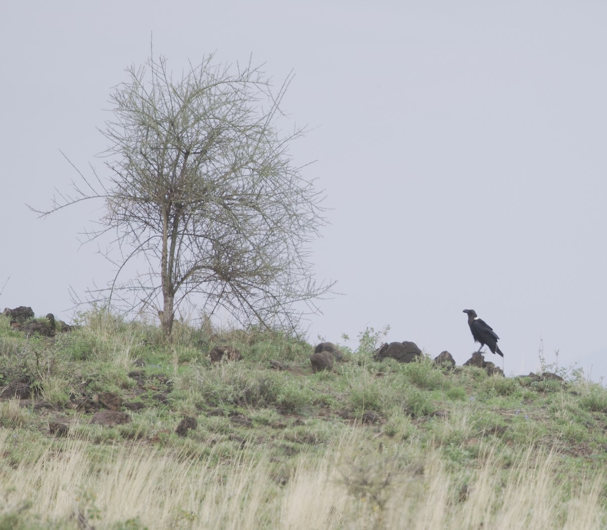 White-necked Raven - ML645451559