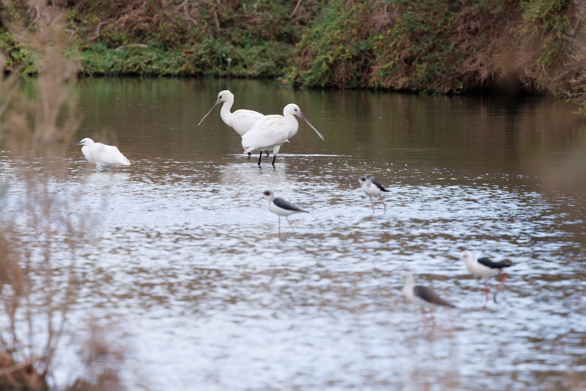 Eurasian Spoonbill - ML645451563