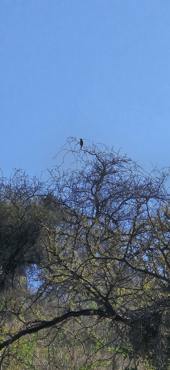 Black-billed Shrike-Tyrant - ML645451566