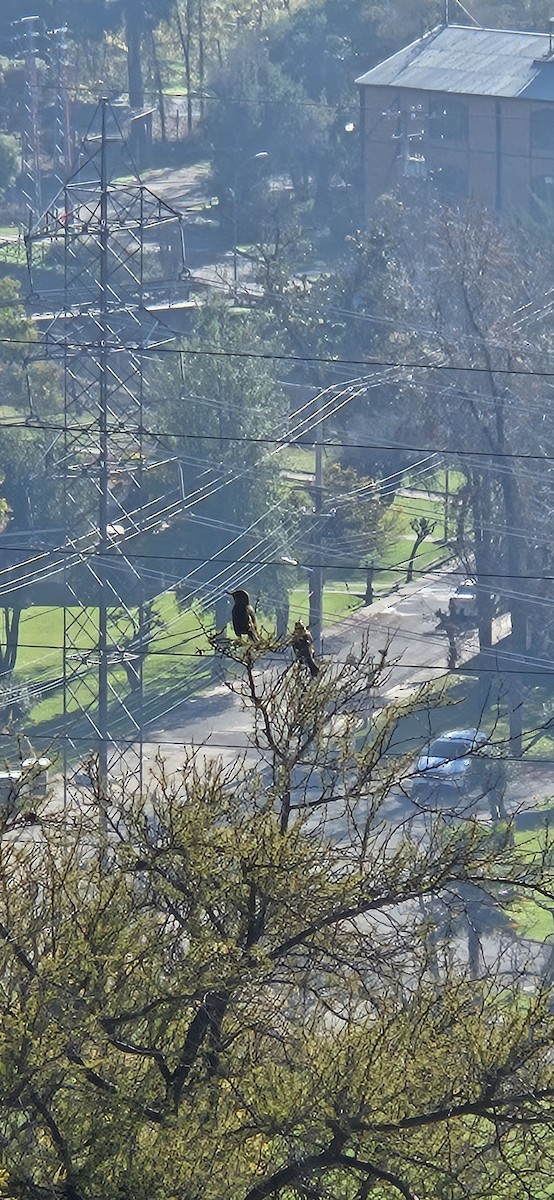 Black-billed Shrike-Tyrant - ML645451567