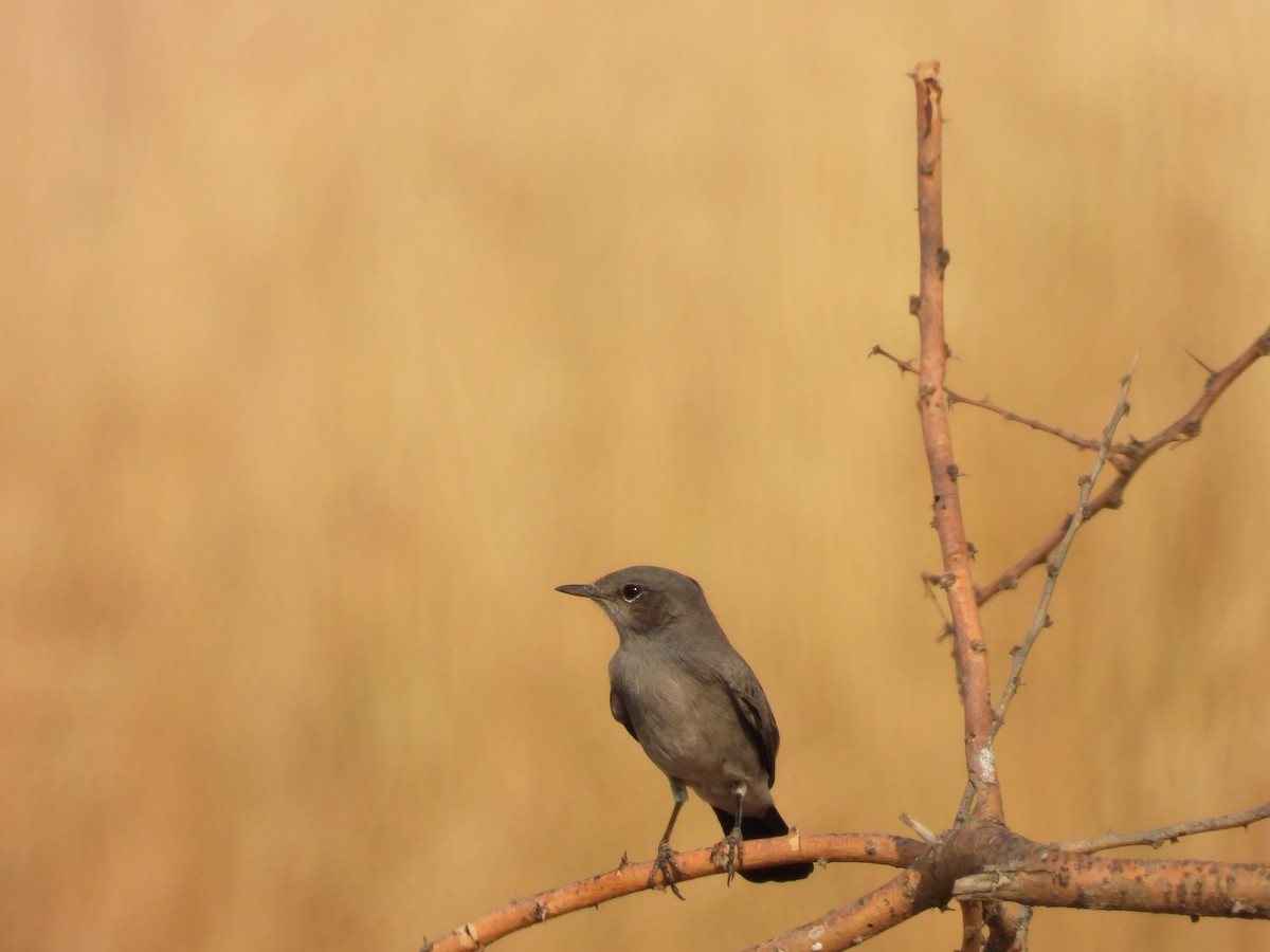 Blackstart - ML645451571