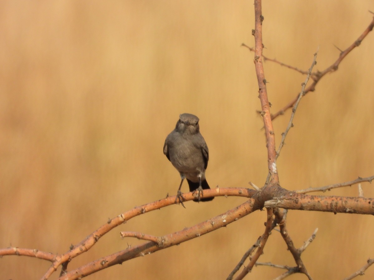 Blackstart - ML645451572