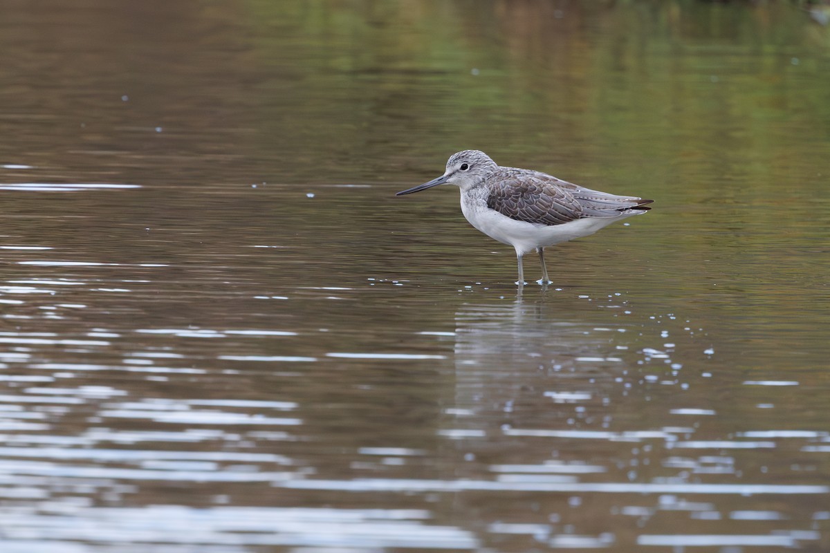 Common Greenshank - ML645451574