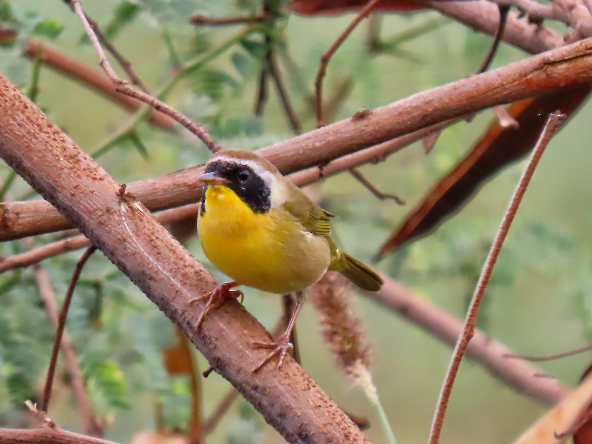 Common Yellowthroat - ML645451579