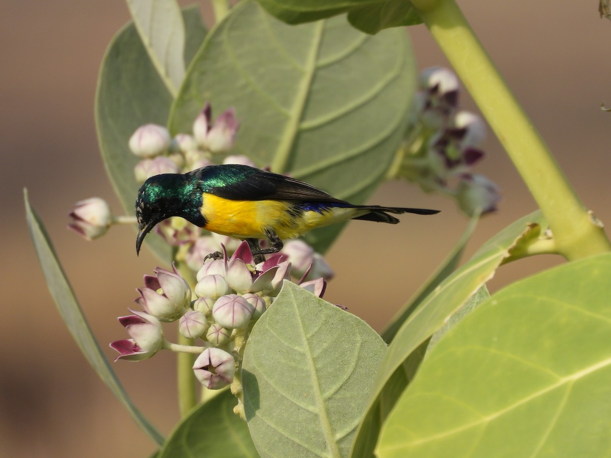 Nile Valley Sunbird - ML645451581