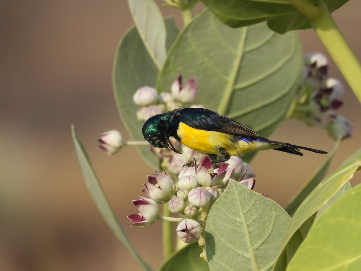 Nile Valley Sunbird - ML645451582