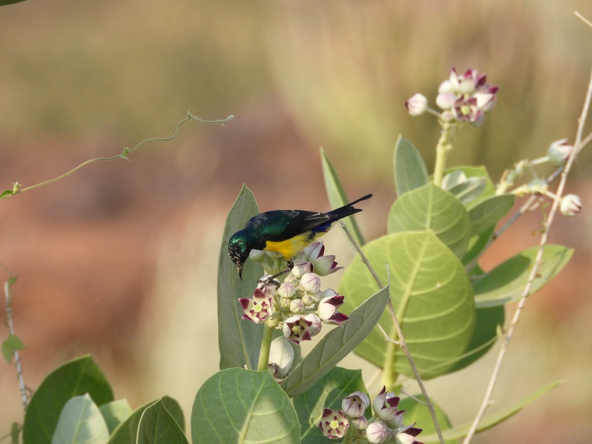 Nile Valley Sunbird - ML645451583